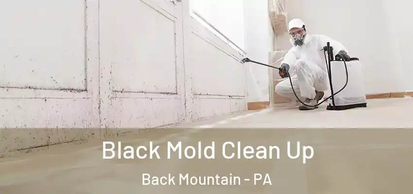 Black Mold Clean Up Back Mountain - PA
