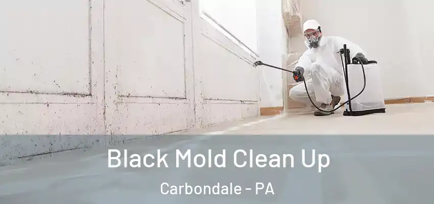 Black Mold Clean Up Carbondale - PA