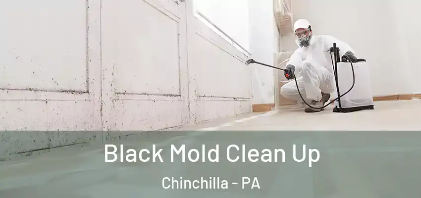 Black Mold Clean Up Chinchilla - PA