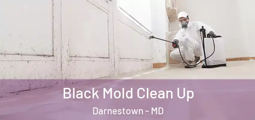 Black Mold Clean Up Darnestown - MD