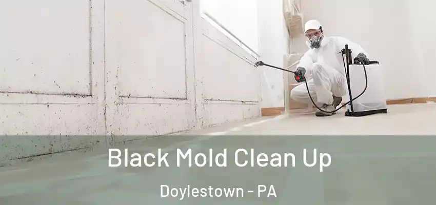 Black Mold Clean Up Doylestown - PA
