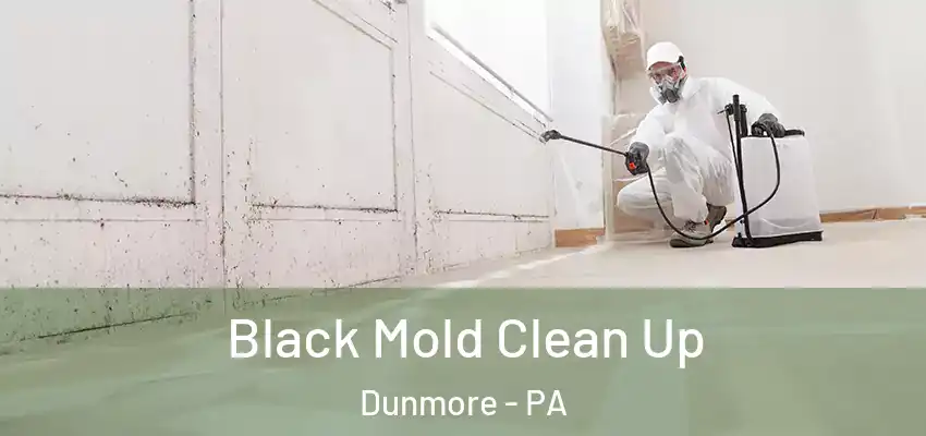 Black Mold Clean Up Dunmore - PA