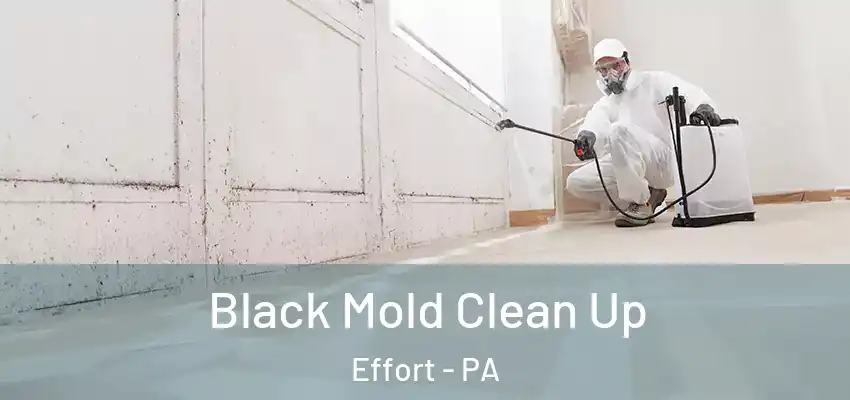 Black Mold Clean Up Effort - PA