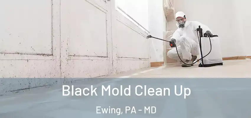 Black Mold Clean Up Ewing, PA - MD