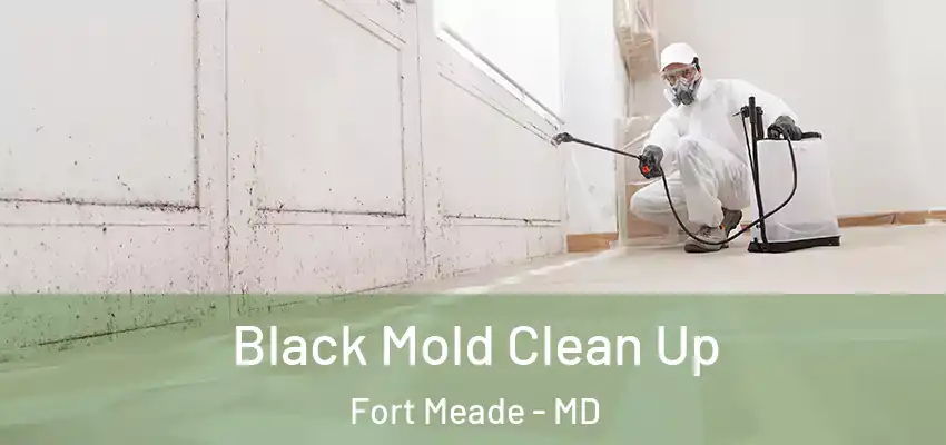 Black Mold Clean Up Fort Meade - MD