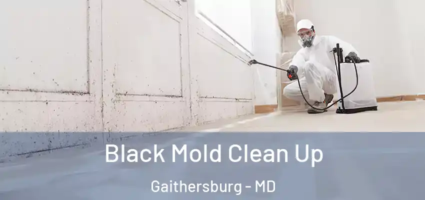 Black Mold Clean Up Gaithersburg - MD