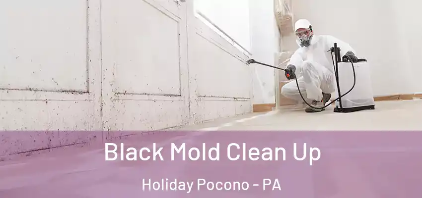 Black Mold Clean Up Holiday Pocono - PA