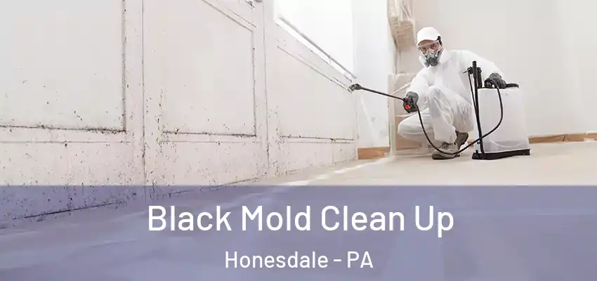 Black Mold Clean Up Honesdale - PA