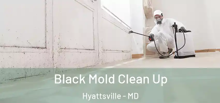 Black Mold Clean Up Hyattsville - MD
