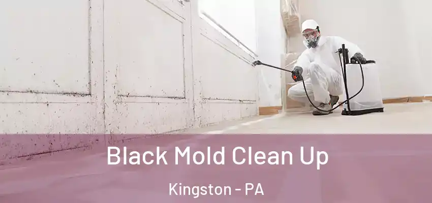  Black Mold Clean Up Kingston - PA