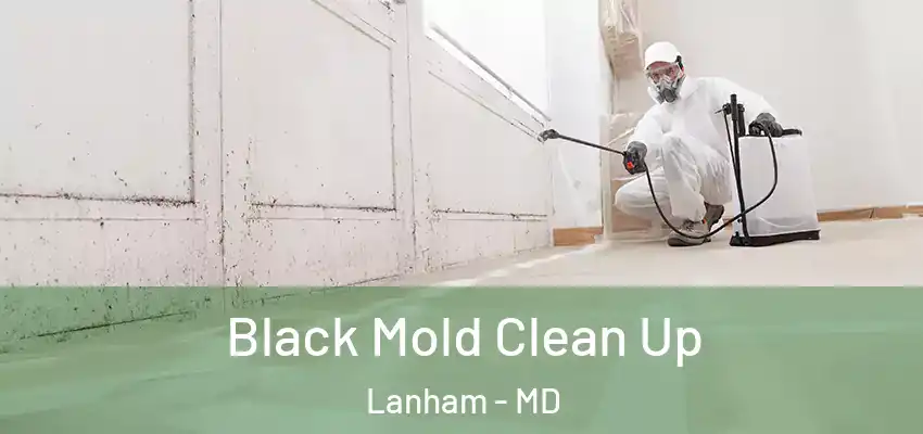 Black Mold Clean Up Lanham - MD