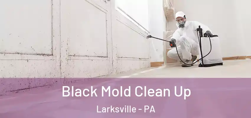 Black Mold Clean Up Larksville - PA