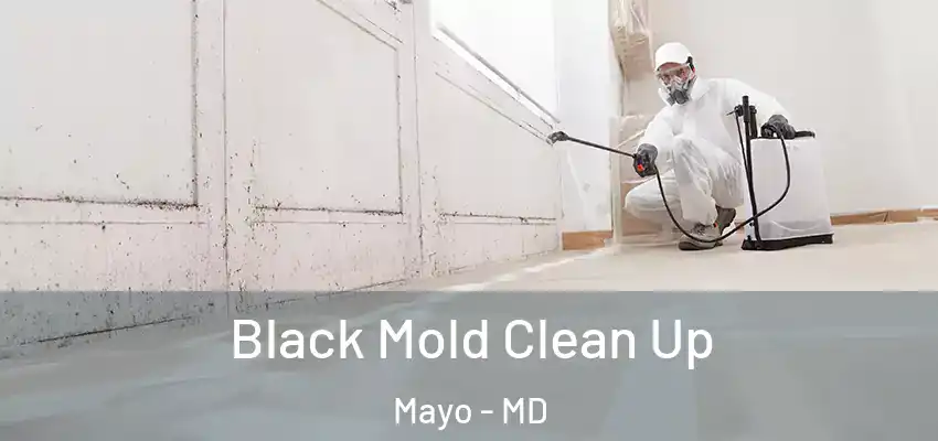  Black Mold Clean Up Mayo - MD