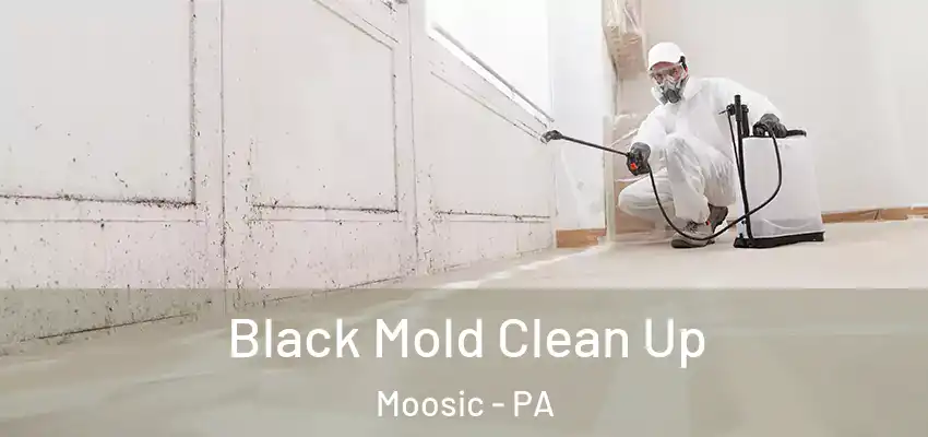 Black Mold Clean Up Moosic - PA