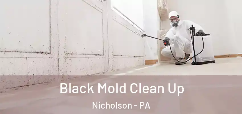 Black Mold Clean Up Nicholson - PA