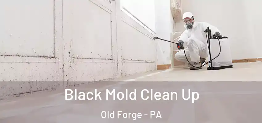  Black Mold Clean Up Old Forge - PA