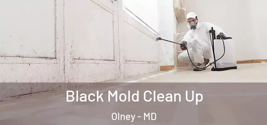 Black Mold Clean Up Olney - MD