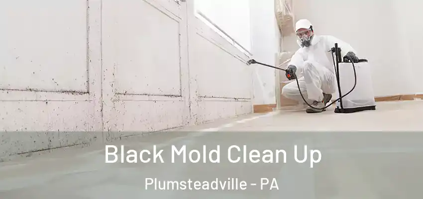 Black Mold Clean Up Plumsteadville - PA