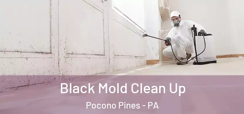 Black Mold Clean Up Pocono Pines - PA