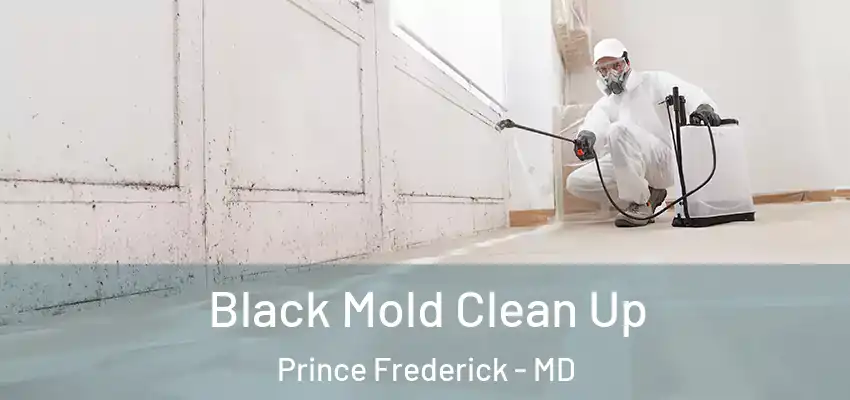 Black Mold Clean Up Prince Frederick - MD