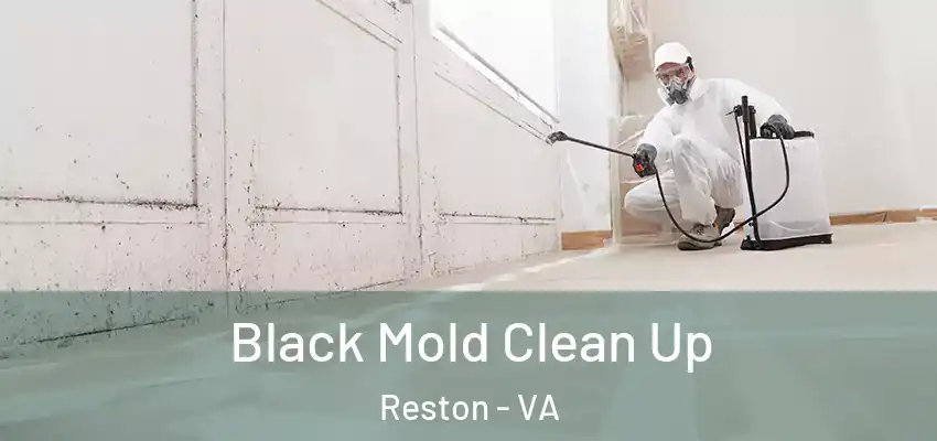 Black Mold Clean Up Reston - VA