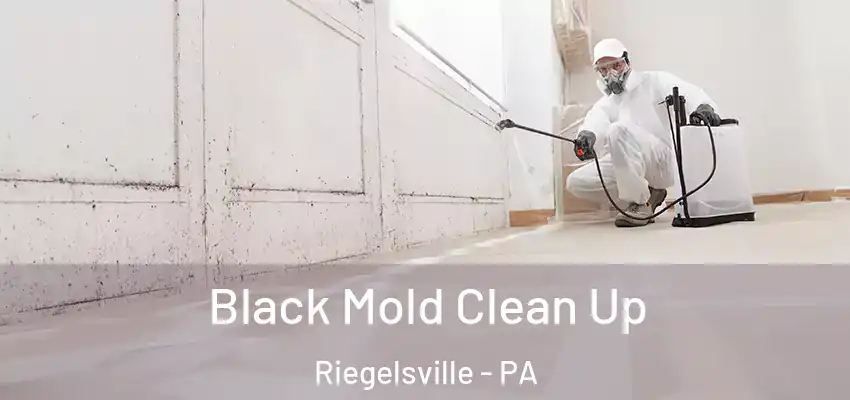Black Mold Clean Up Riegelsville - PA
