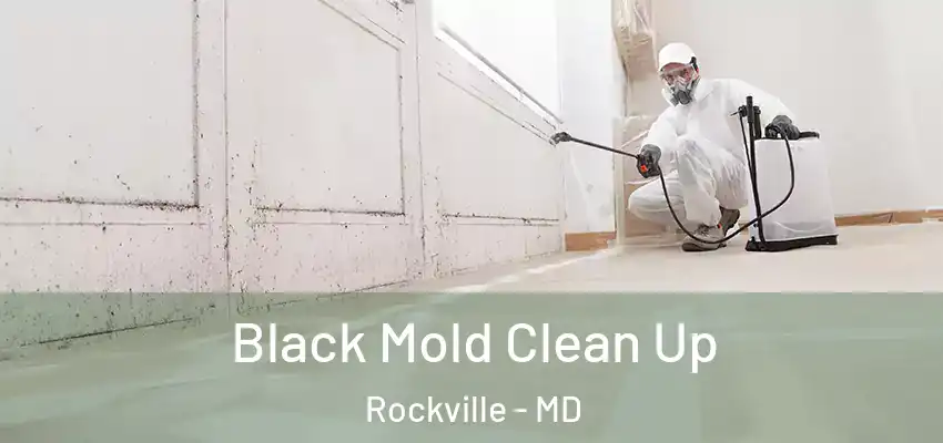 Black Mold Clean Up Rockville - MD