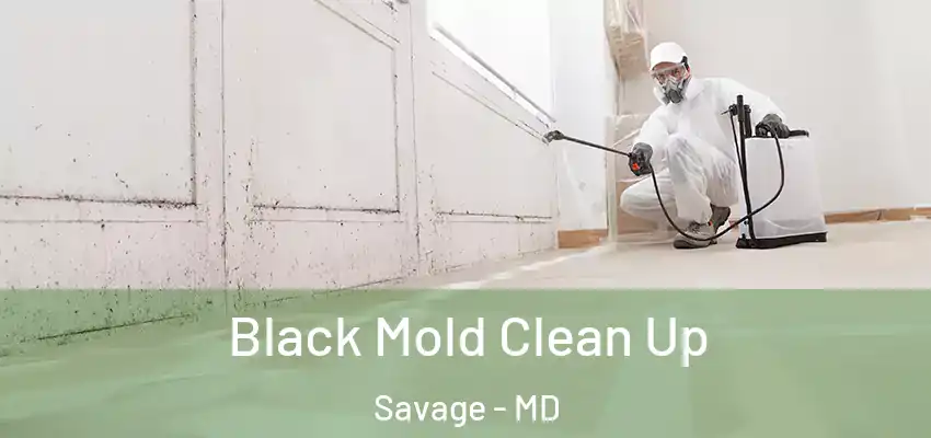 Black Mold Clean Up Savage - MD