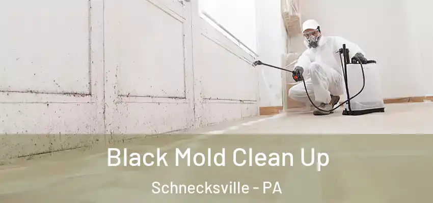 Black Mold Clean Up Schnecksville - PA