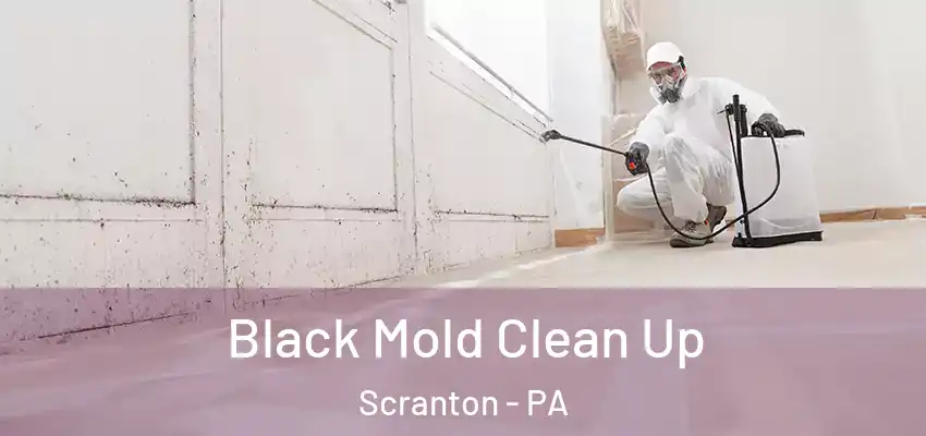 Black Mold Clean Up Scranton - PA