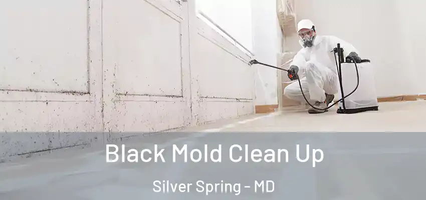 Black Mold Clean Up Silver Spring - MD