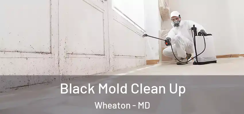 Black Mold Clean Up Wheaton - MD