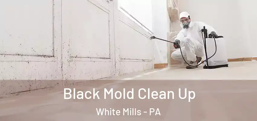 Black Mold Clean Up White Mills - PA