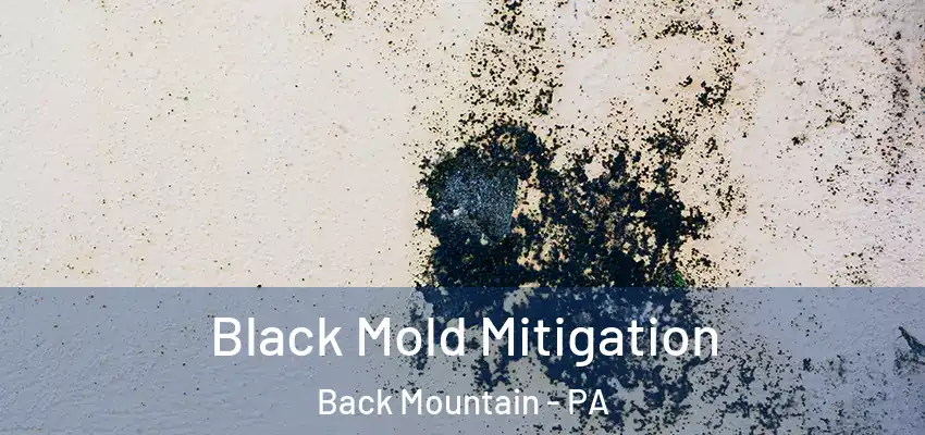 Black Mold Mitigation Back Mountain - PA