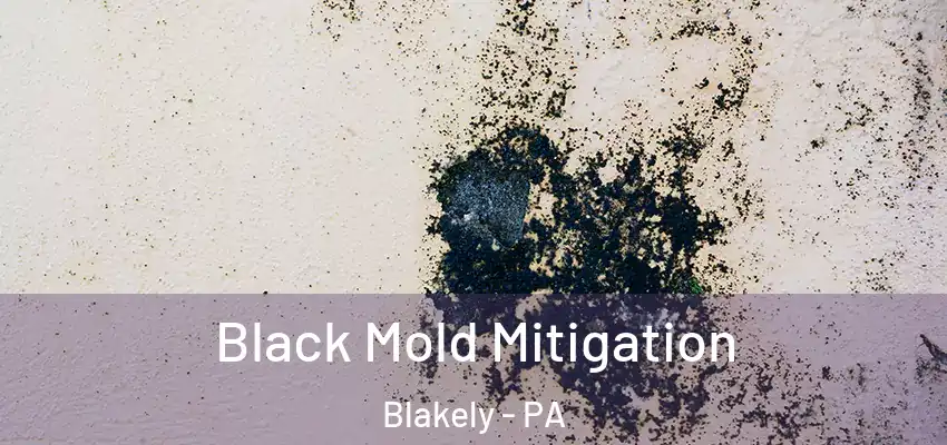 Black Mold Mitigation Blakely - PA