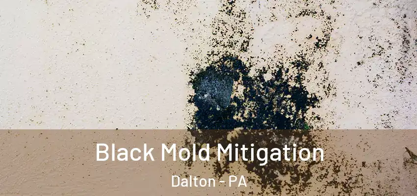 Black Mold Mitigation Dalton - PA