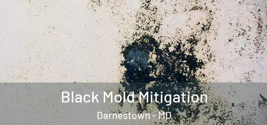 Black Mold Mitigation Darnestown - MD