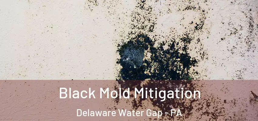 Black Mold Mitigation Delaware Water Gap - PA