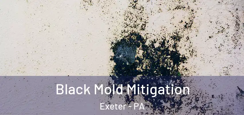 Black Mold Mitigation Exeter - PA