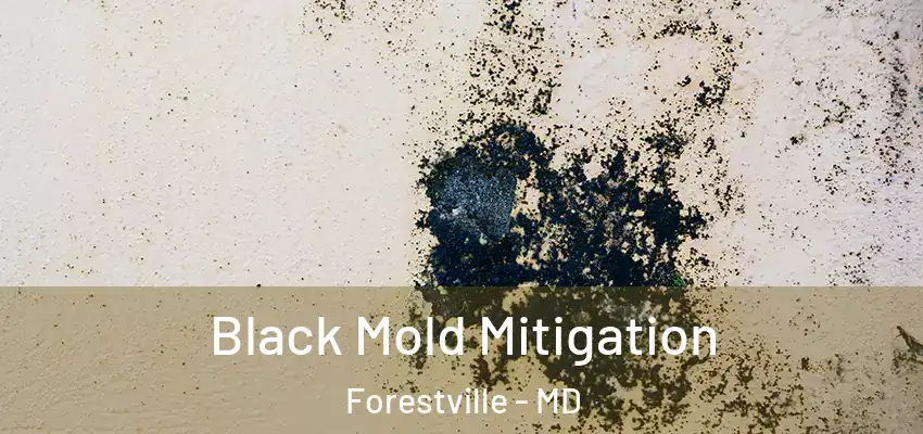 Black Mold Mitigation Forestville - MD