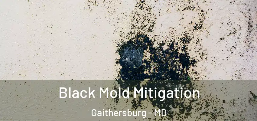 Black Mold Mitigation Gaithersburg - MD