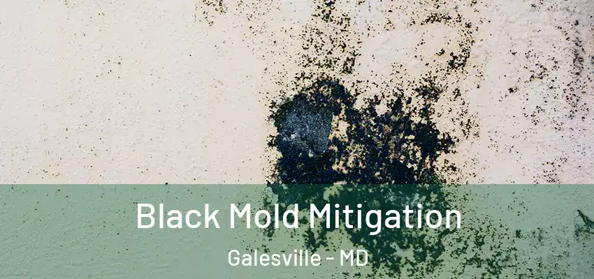 Black Mold Mitigation Galesville - MD