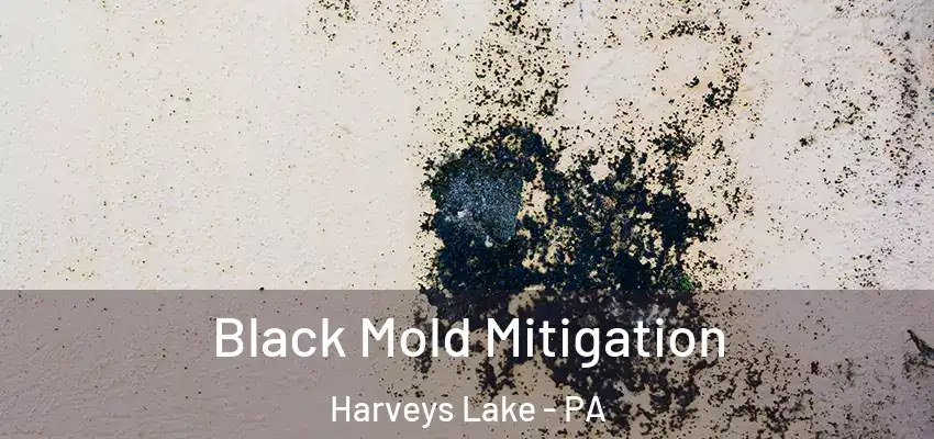  Black Mold Mitigation Harveys Lake - PA