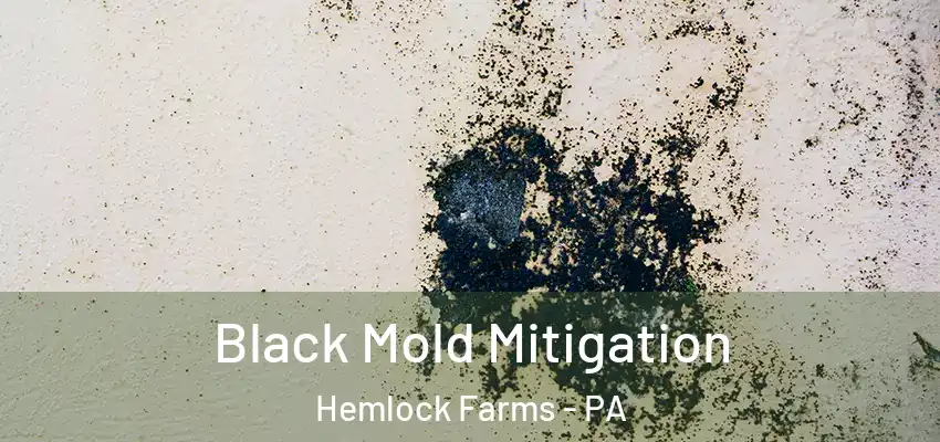Black Mold Mitigation Hemlock Farms - PA