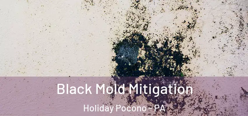 Black Mold Mitigation Holiday Pocono - PA