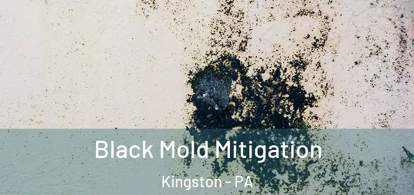 Black Mold Mitigation Kingston - PA