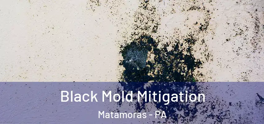 Black Mold Mitigation Matamoras - PA