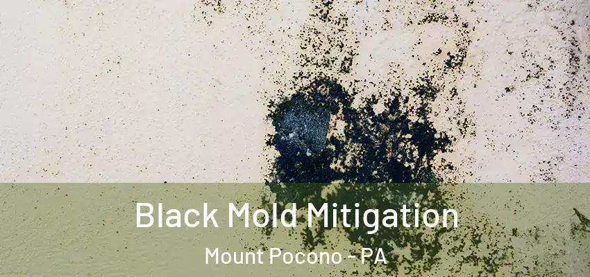 Black Mold Mitigation Mount Pocono - PA