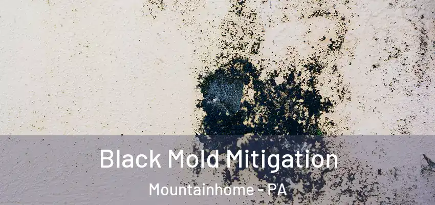  Black Mold Mitigation Mountainhome - PA