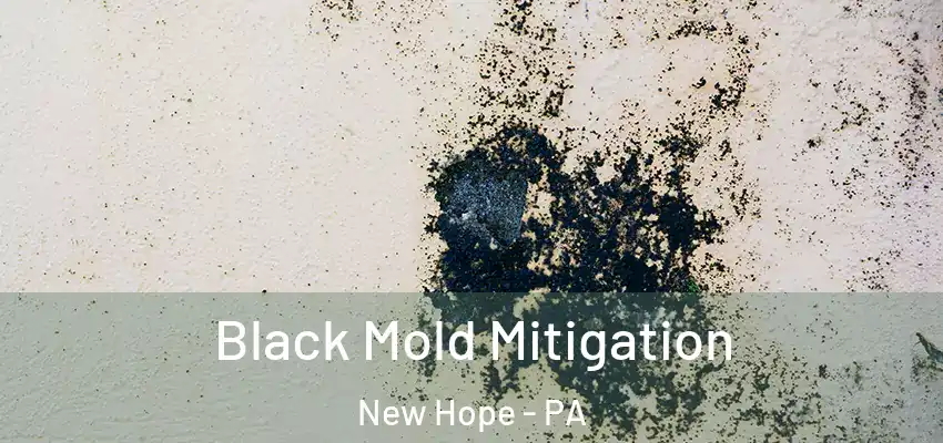 Black Mold Mitigation New Hope - PA